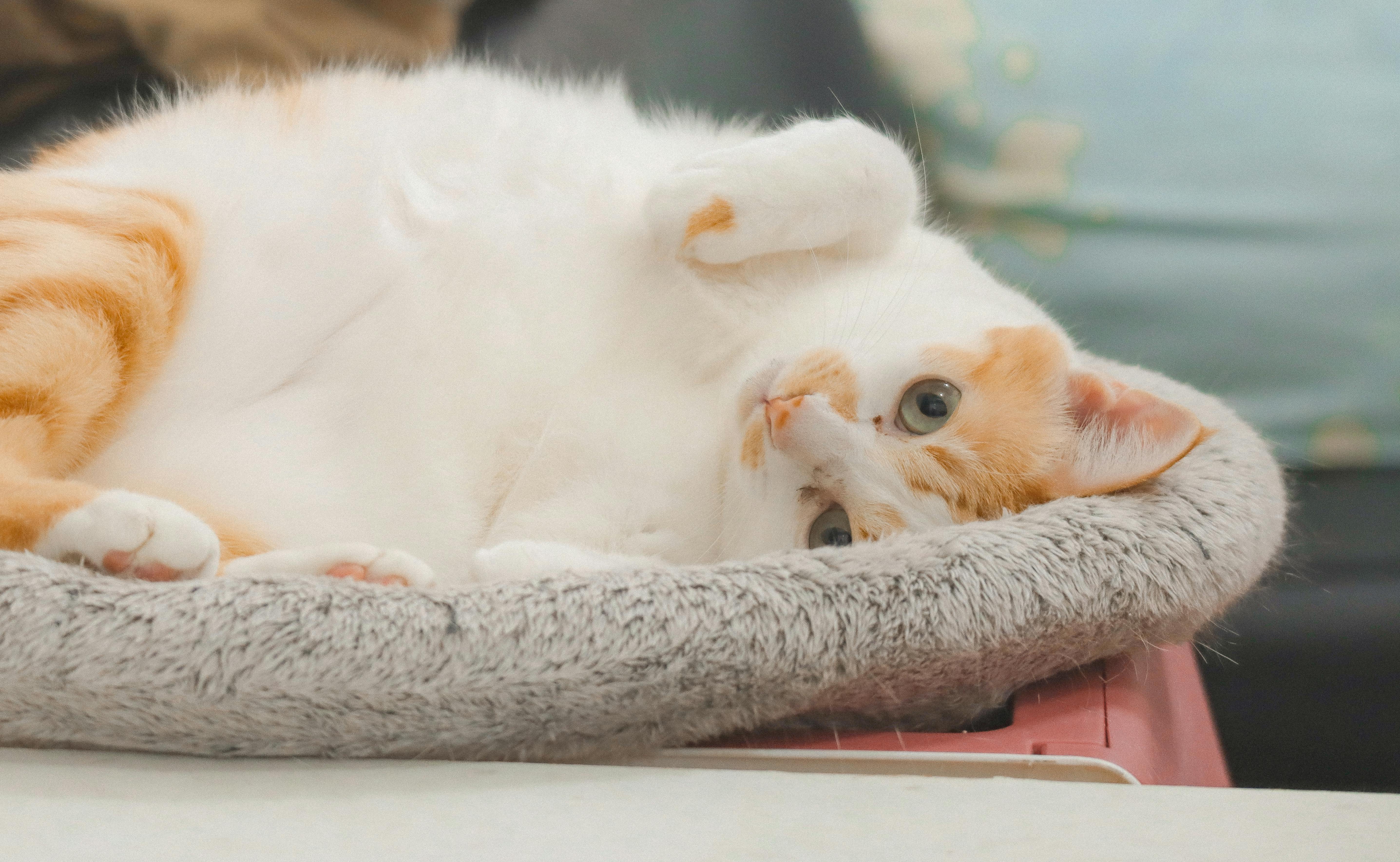 Cat 10