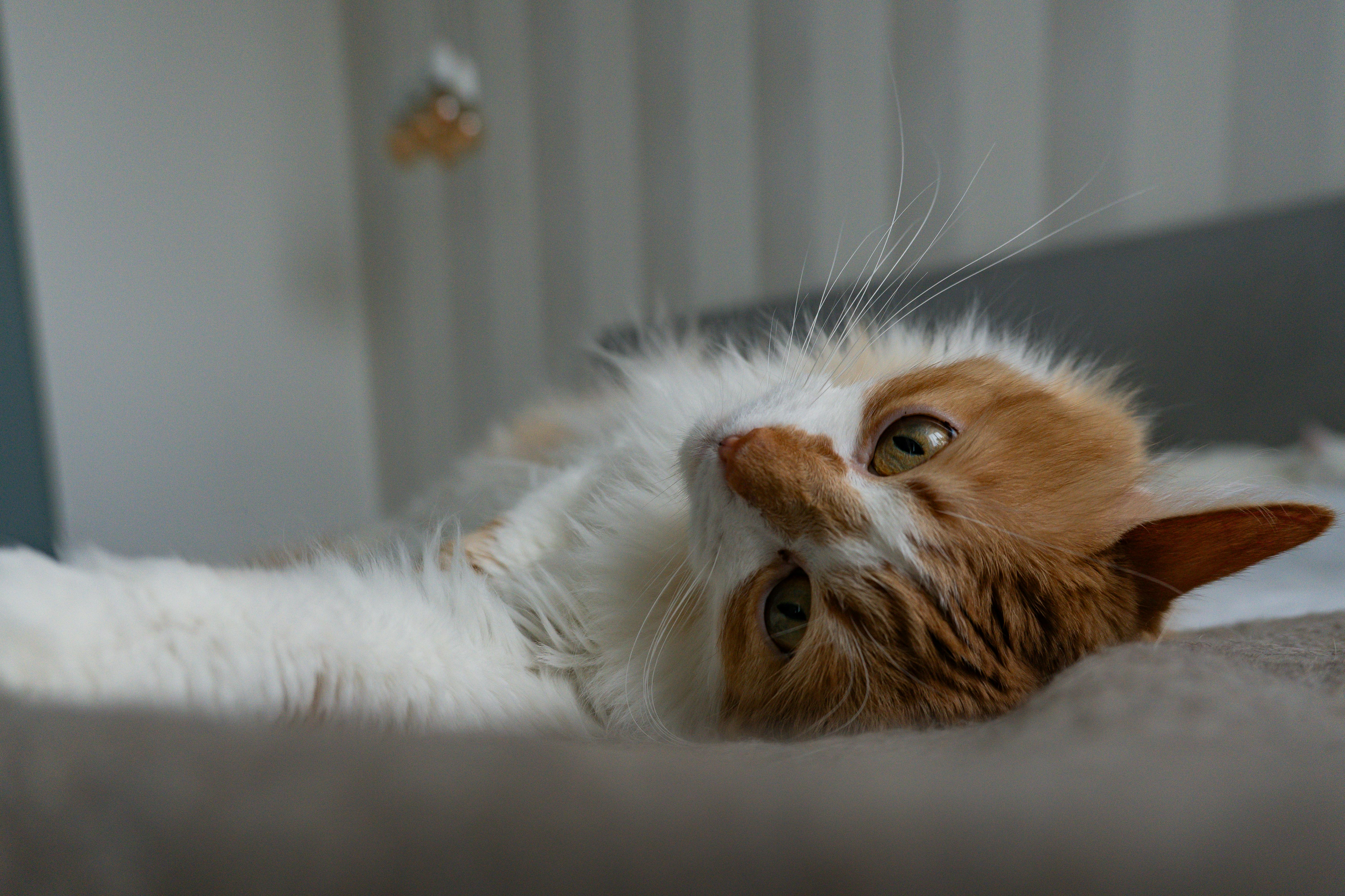 Cat 2
