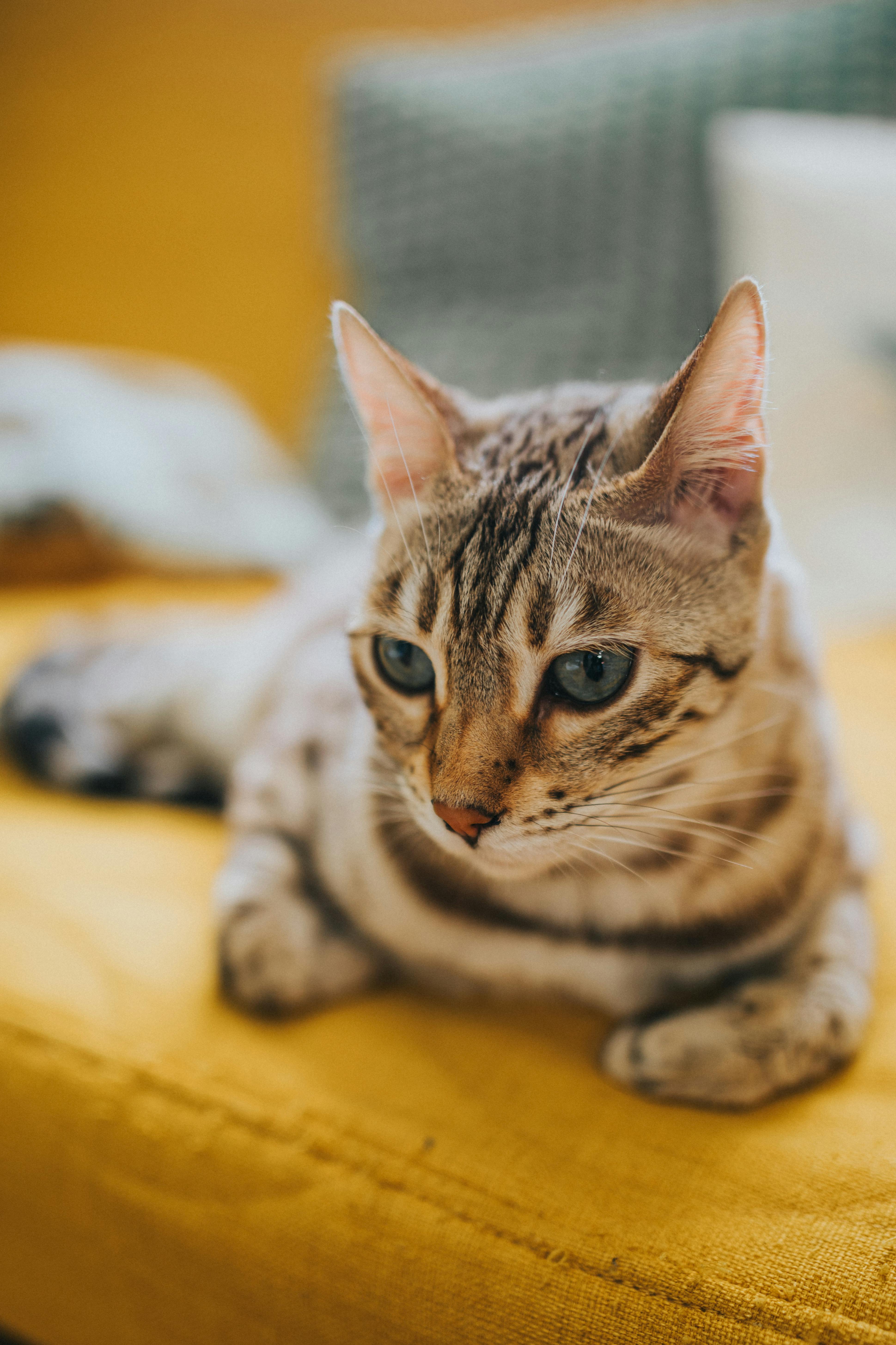 Cat 3