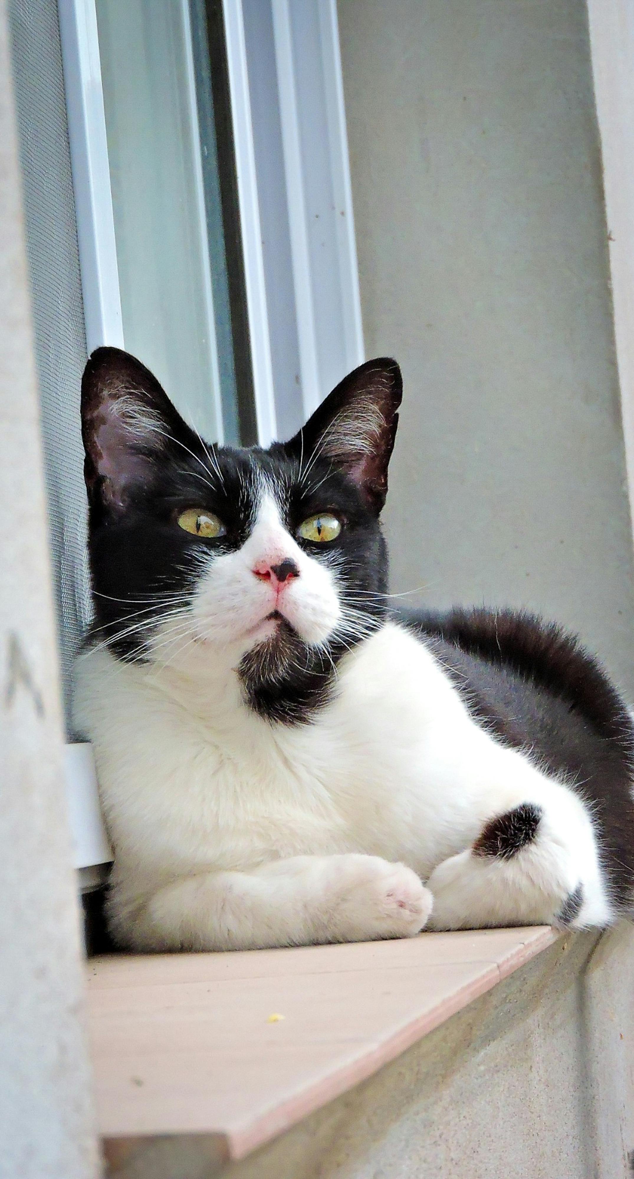 Cat 5
