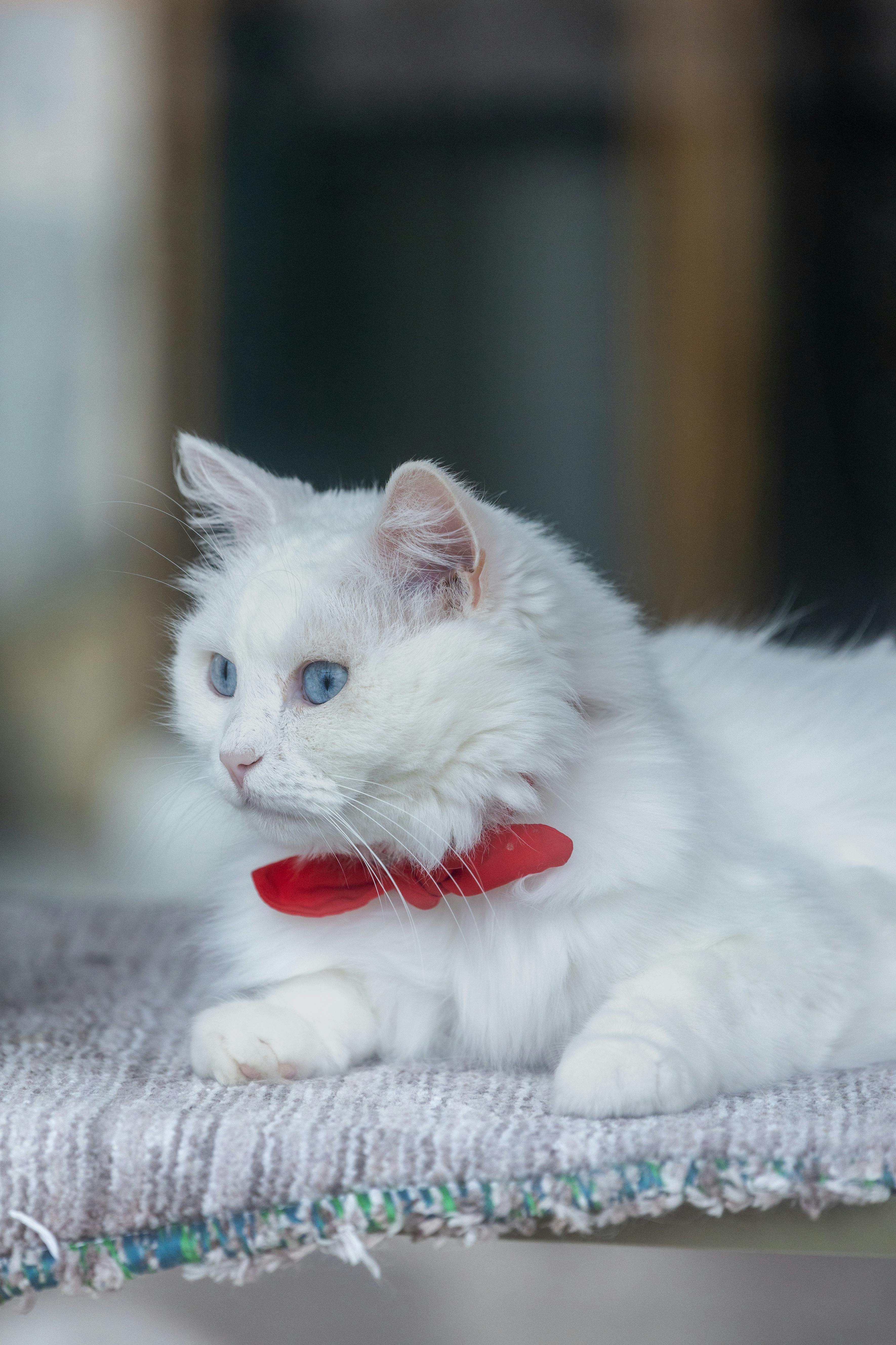 Cat 6