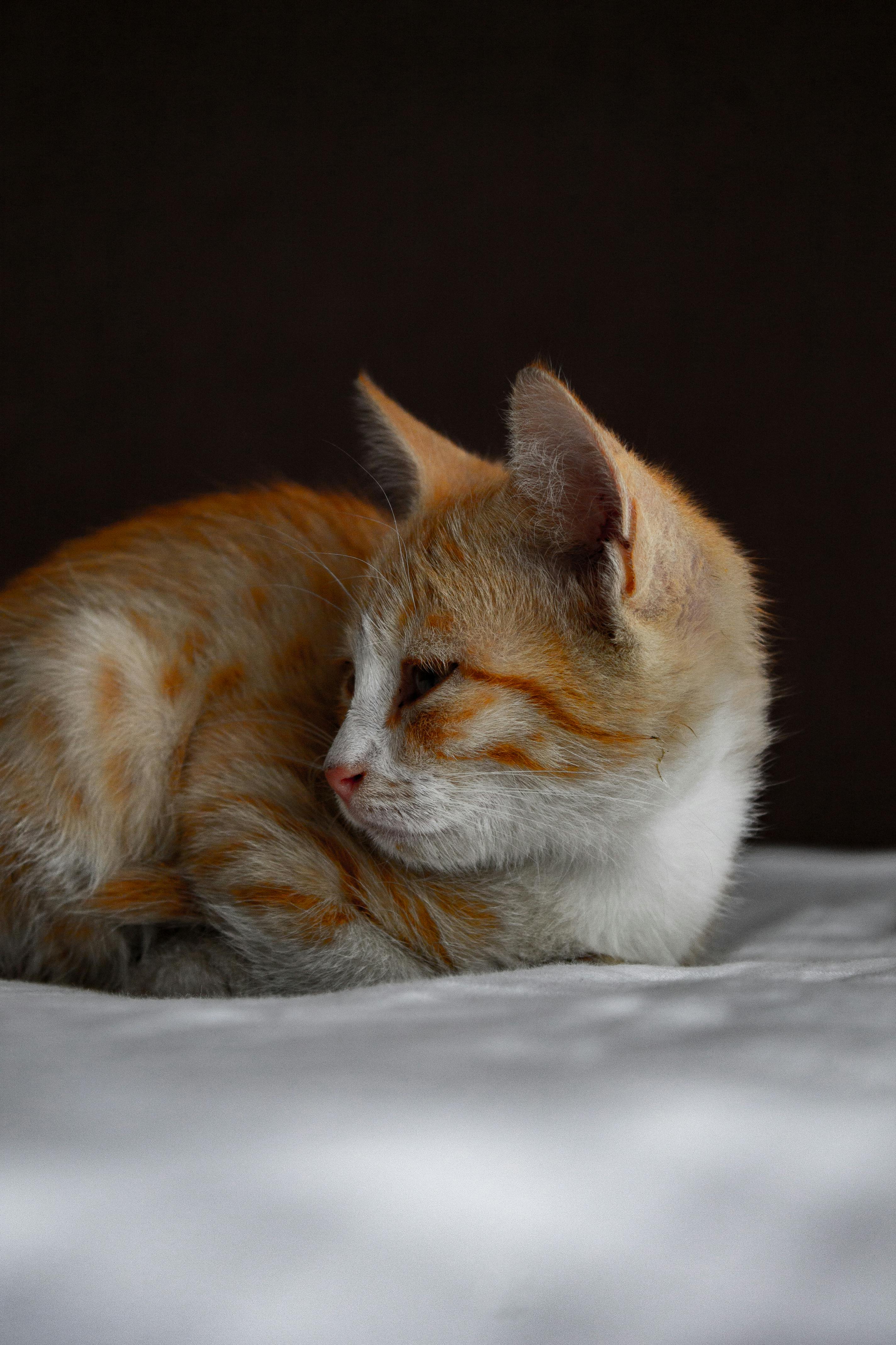Cat 7